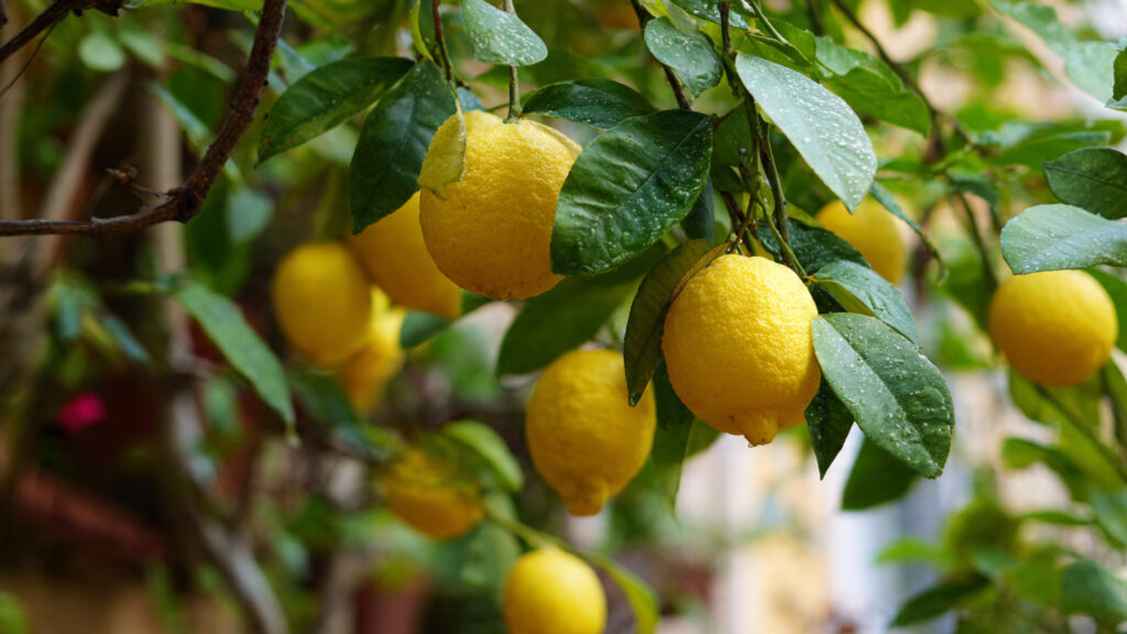 How to Accelerate Lemon Tree Growth: The Secret of Regular Pruning