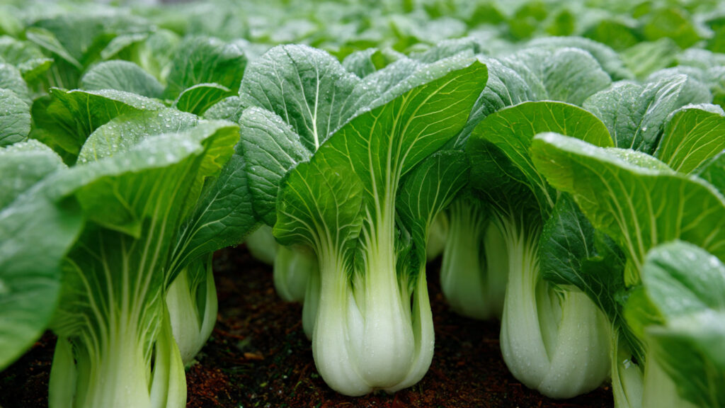 How to Achieve a Continuous Harvest of Grow Pak Choi for Year-Round Freshness