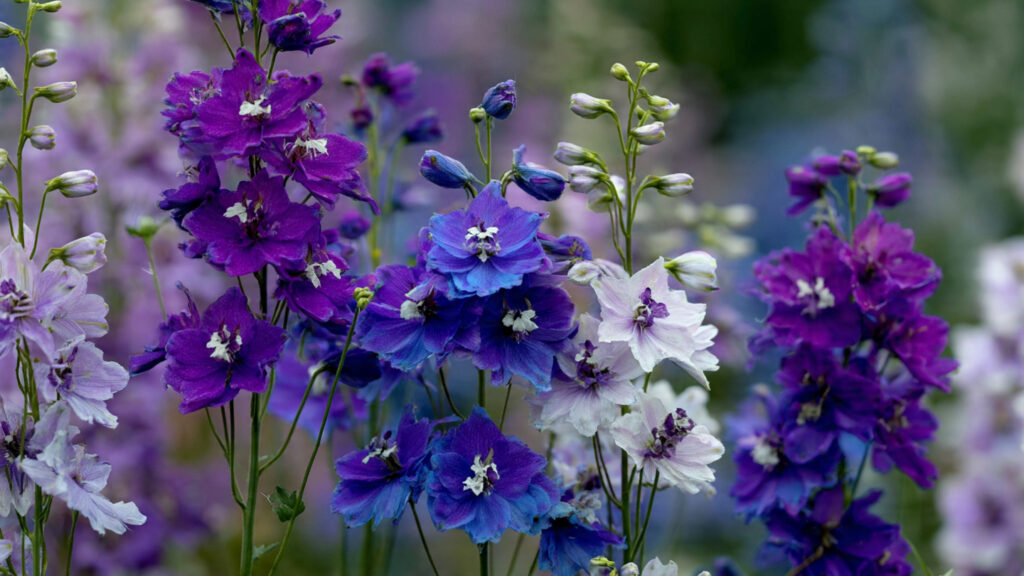 How to Achieve a Flourishing Garden: The Simple Way to Grow Larkspur From Seed