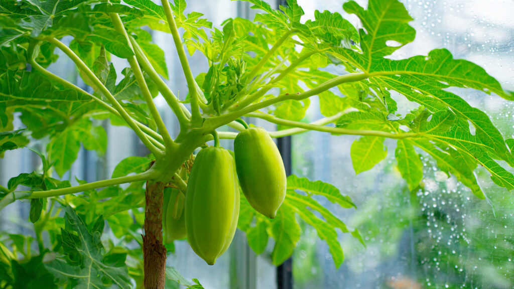 How to Air Layer Papaya for Quick and Healthy Plant Growth: A Step-by-Step Guide
