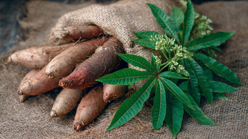 How to Care for Cassava: A Complete Guide to Healthy Roots and Maximum Yield