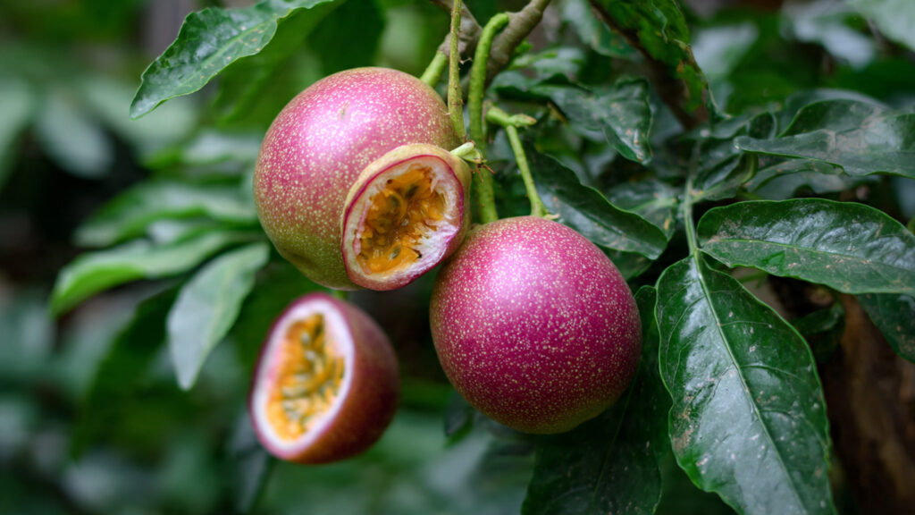 How to Create a Structure to Grow Passion Fruit – Complete Guide