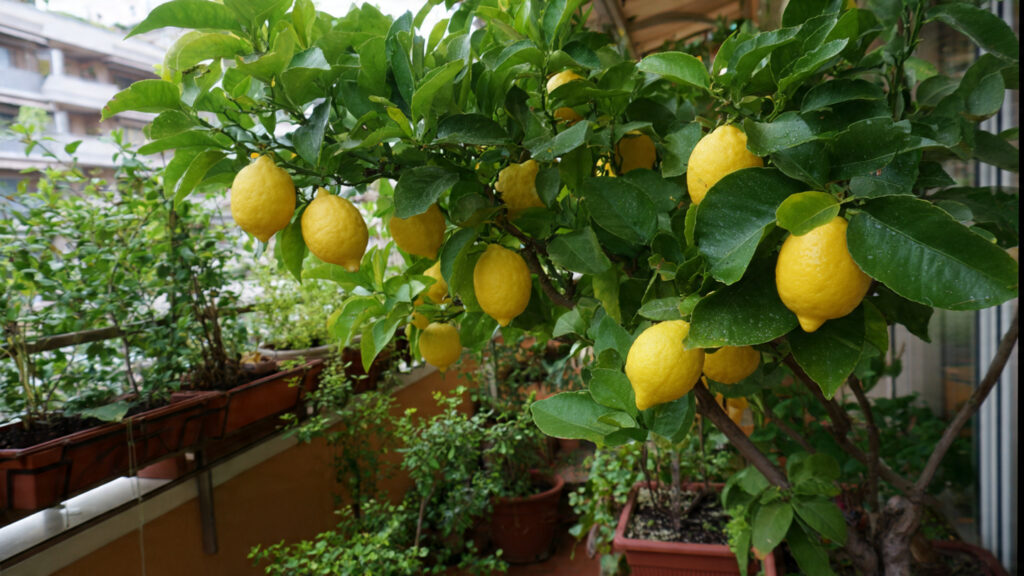 How to Create a Thriving Lemon Balcony Garden: Tips for Success