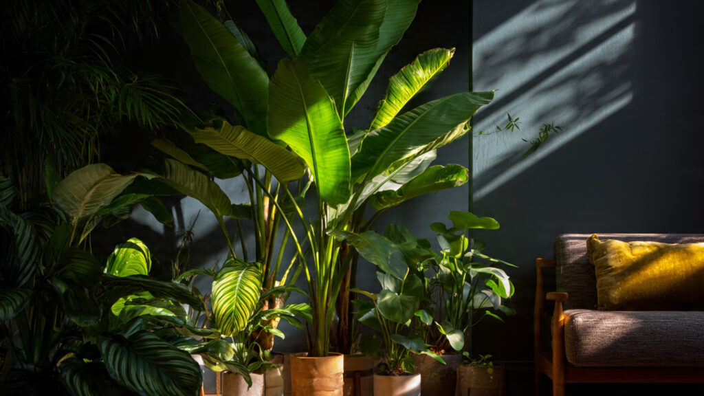 How to Create Bright, Indirect Light for Thriving Houseplants