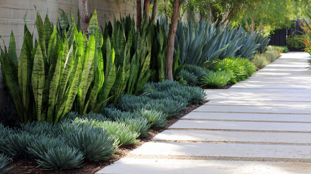 How to Create Stunning Pathway Borders with Rows of Snake Plants