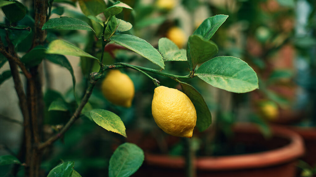 How to Develop an Effective Organic Nutrition Plan for Lemon Plant Growth
