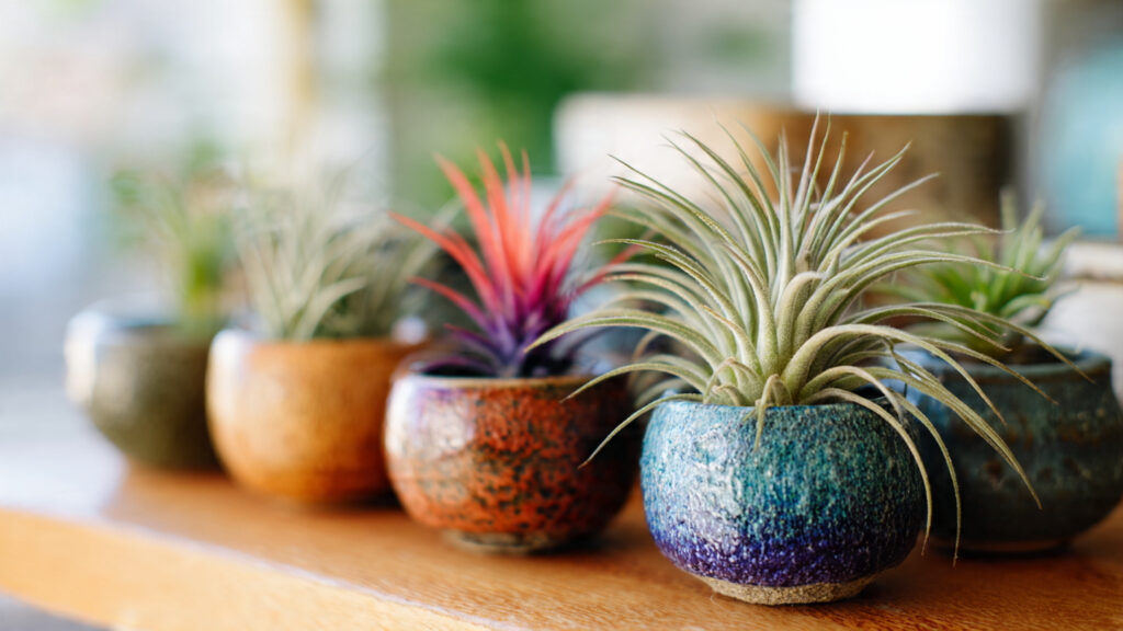 How to Easily Grow Air Plants: The Simple Way to Cultivate Them Without Care