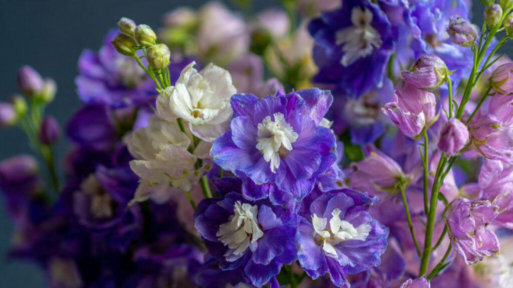 How to Effortlessly Grow Larkspur in Pots: An Easy Hack for Stunning Blooms