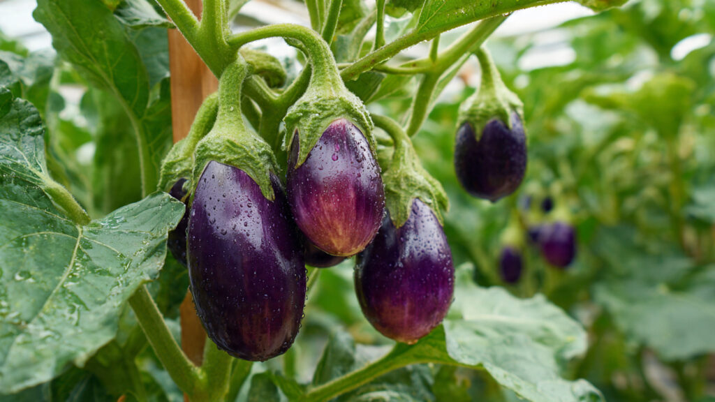 How to Get More Eggplants High Yield Tips for Your Garden!