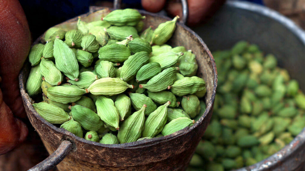 How to Grow a Cardamom Plant at Home for Aromatic Spices