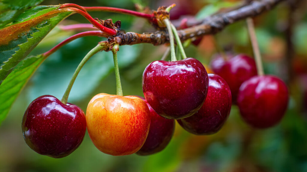 How to Grow a Cherry Tree at Home for Sweet Fruits and Compact Growth