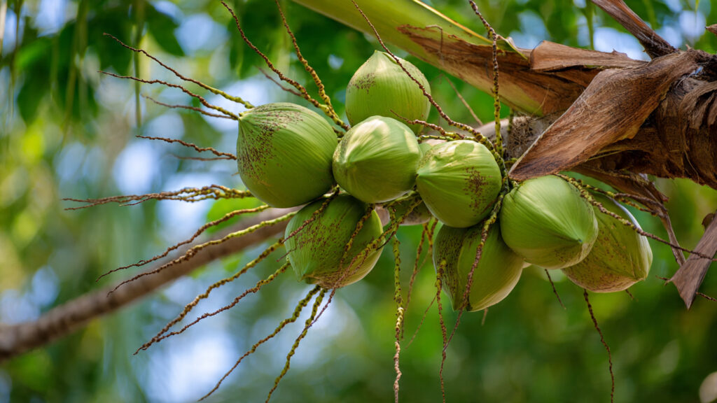 How to Grow a Coconut Plant at Home for Abundant Nut Production
