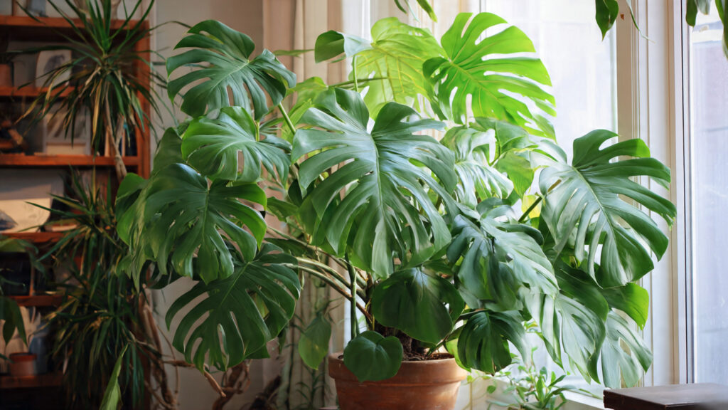 How to Grow a Lush Monstera Plant: 9 Proven Tips for Vibrant Growth