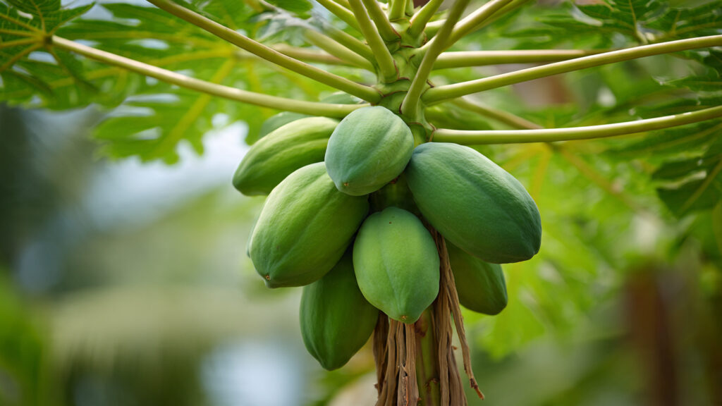 How to Grow a Papaya Plant at Home for Quick Fruiting and Sweet Fruits