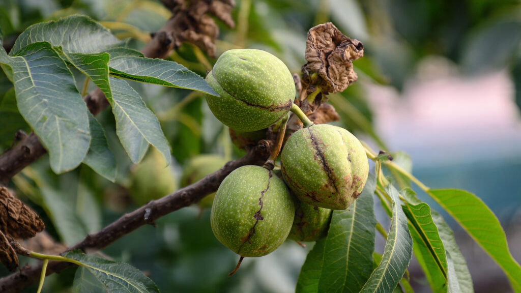 How to Grow a Walnut Plant at Home for Healthy Nuts and Strong Growth