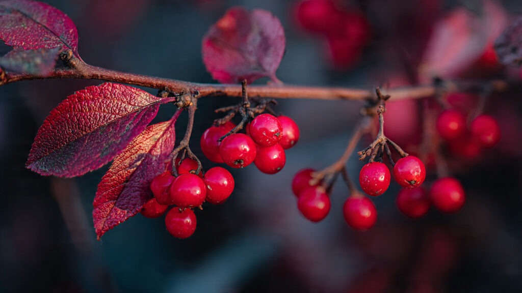 How to Grow a Winterberry Bush for Seasonal Beauty