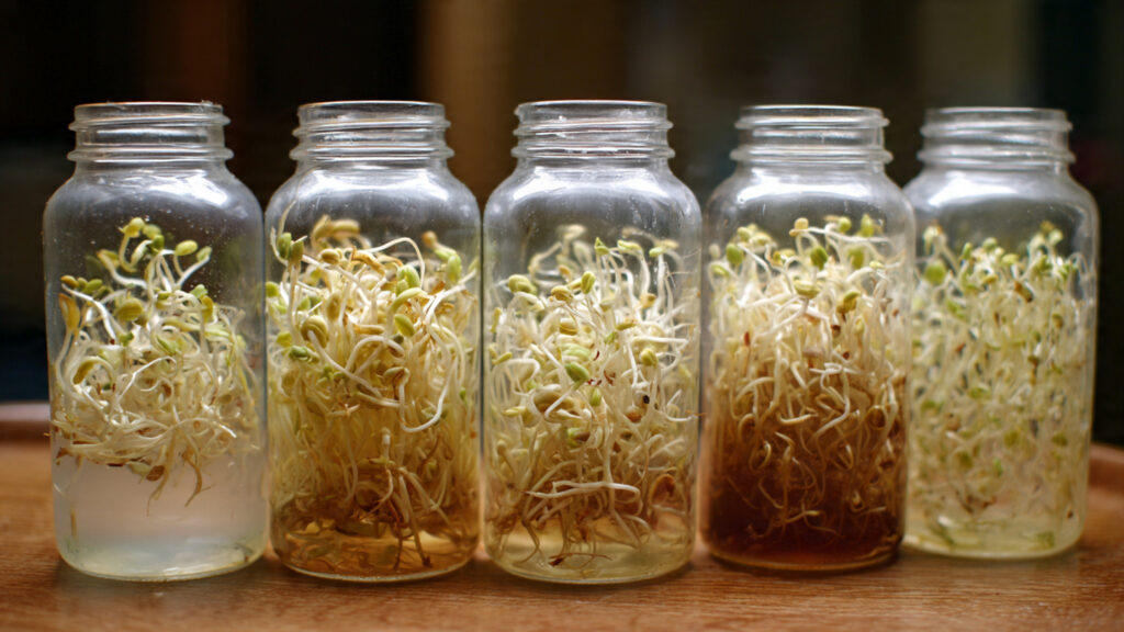 How to Grow Bean Sprouts at Home in Plastic Bottles Easily (Step‑by‑Step Guide)