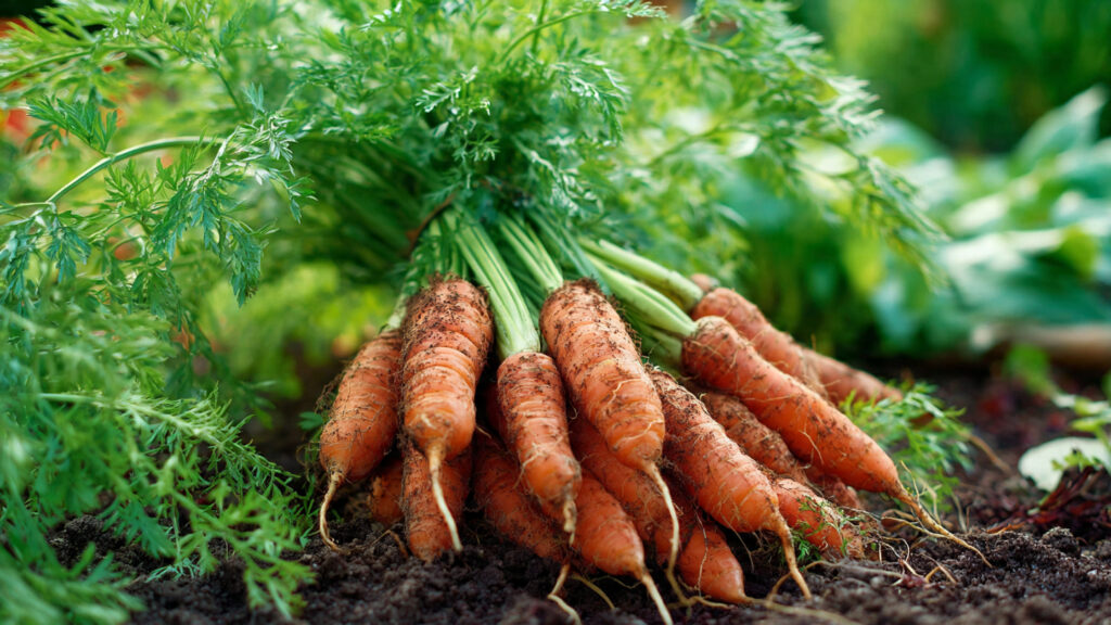 How to Grow Carrots at Home: Easy Steps for a Crunchy, Nutritious Harvest