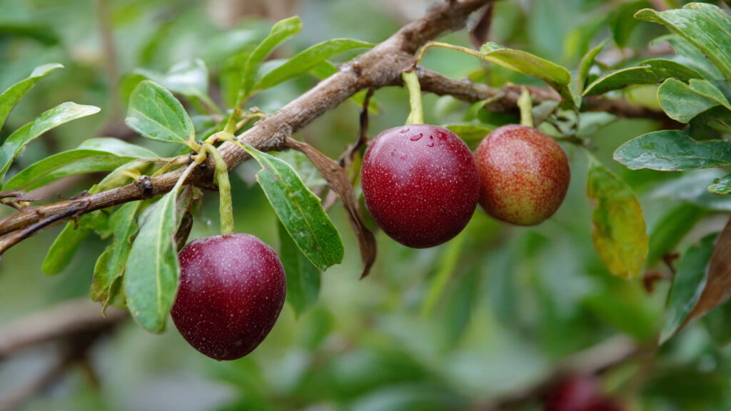 How to Grow Chinese Jujube from Seeds Fast – Germination and Early Growth Guide