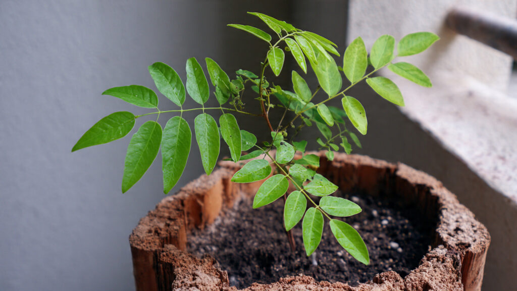 Discovering the Most Effective Techniques for Growing Mint Plants That Prevent Root Rot