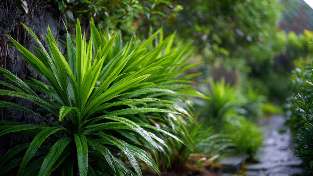 How to Grow Dracaena Marginata in Landscape Beds for Lush Greenery
