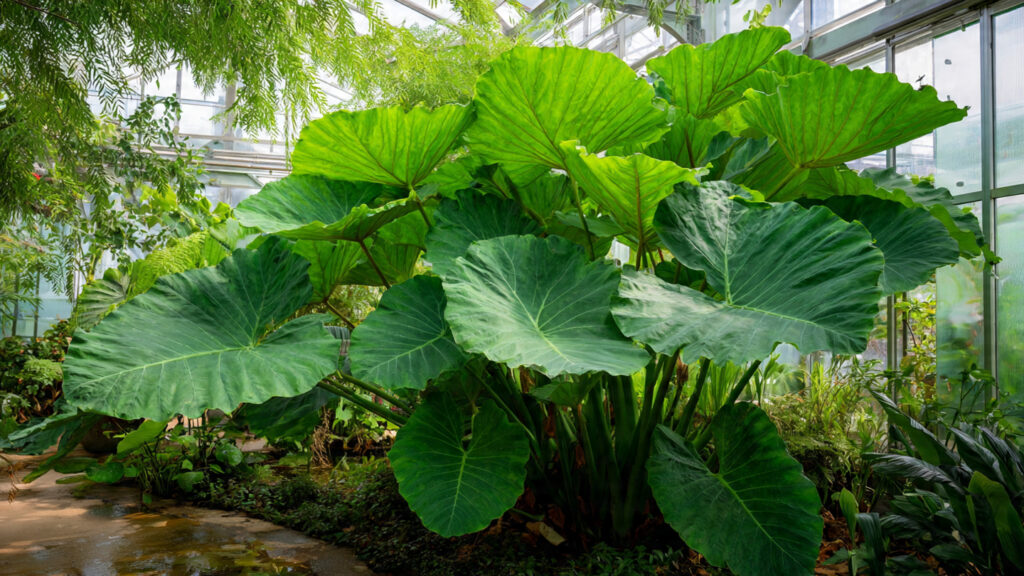 How to Grow Elephant Ear Plants for a Bold Leaf Landscape That Commands Attention