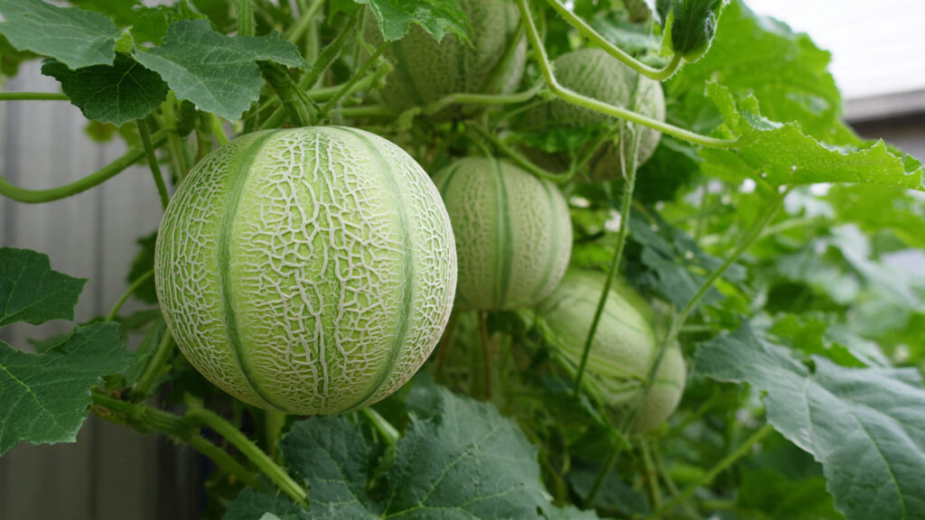 How to Grow Japanese Melon at Home with Lots of Fruit (Easy for Beginners)