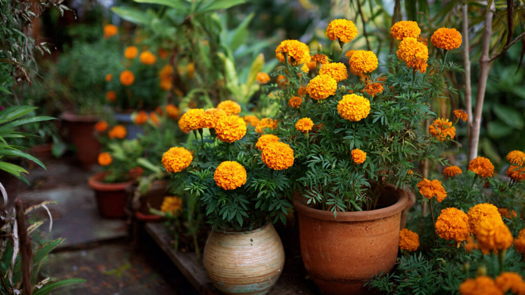How to Grow Marigolds in Pots for Pest-Free Gardens Naturally and Successfully