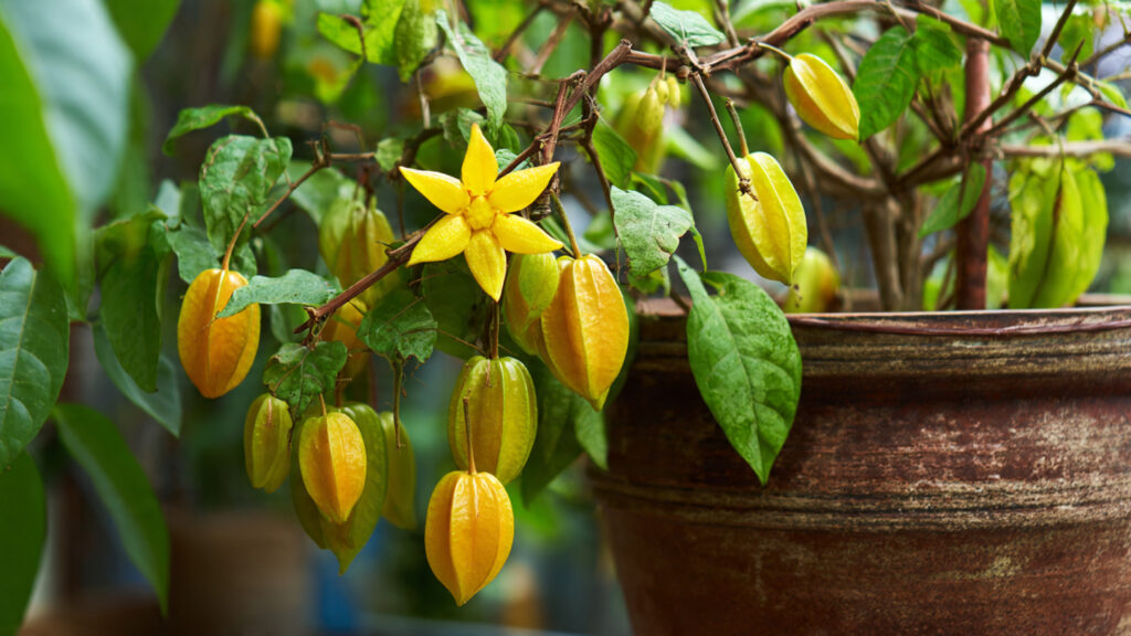 How to Grow Star Fruit in a Pot – From Seed to Harvest with Full 2-Year Updates