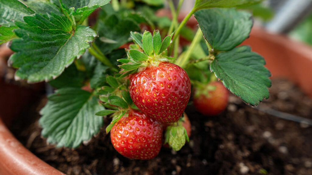 How to Grow Strawberries in Containers | Complete Yard and Garden Guide for Sweet Harvests