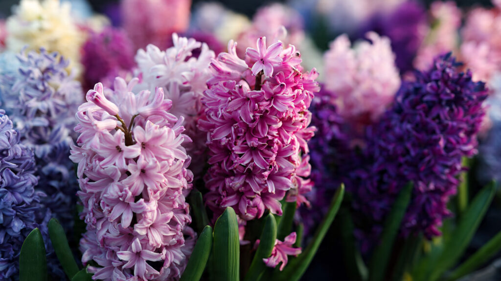 How to Grow Stunning Hyacinths in Your Spring Garden