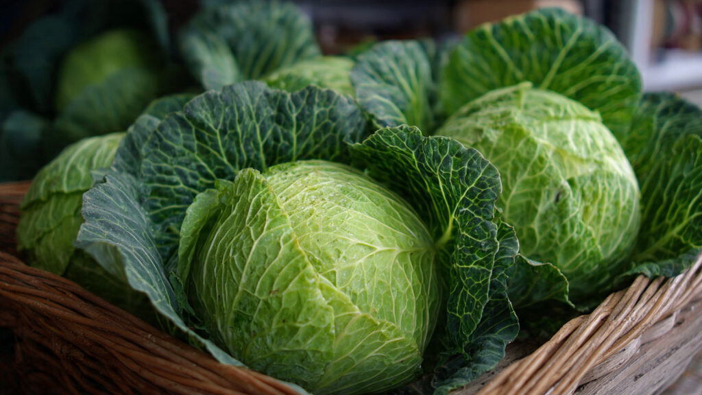 How to Grow Super Delicious Cabbage at Home Without a Garden