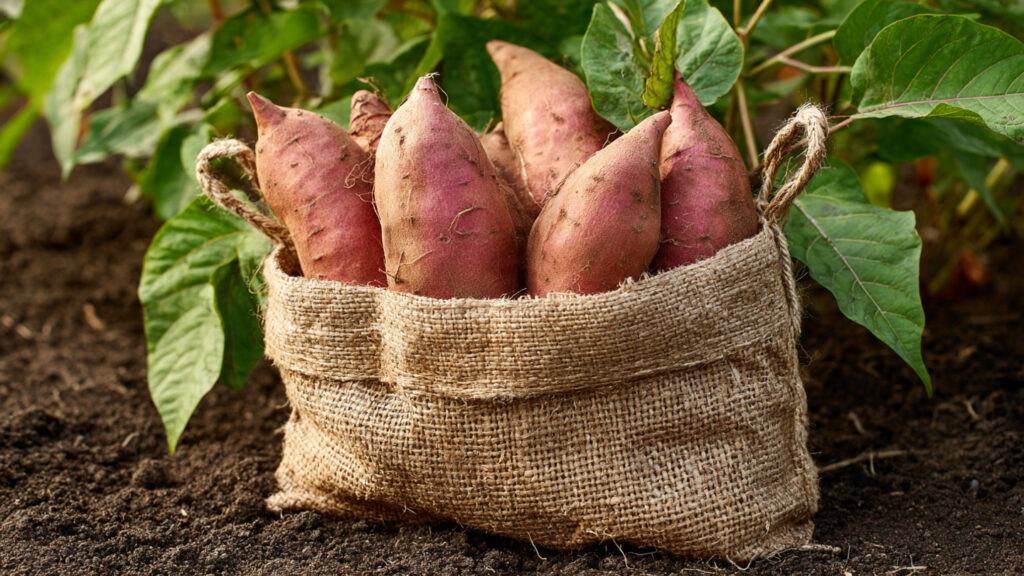 How to Grow Sweet Potatoes in Bags: A Space-Saving Guide to Abundant Harvests