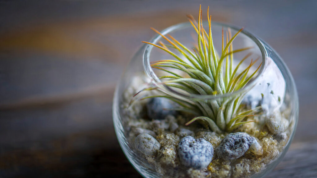 How to Grow Tillandsia in a Glass Globe: A Complete Guide for Air Plant Enthusiasts