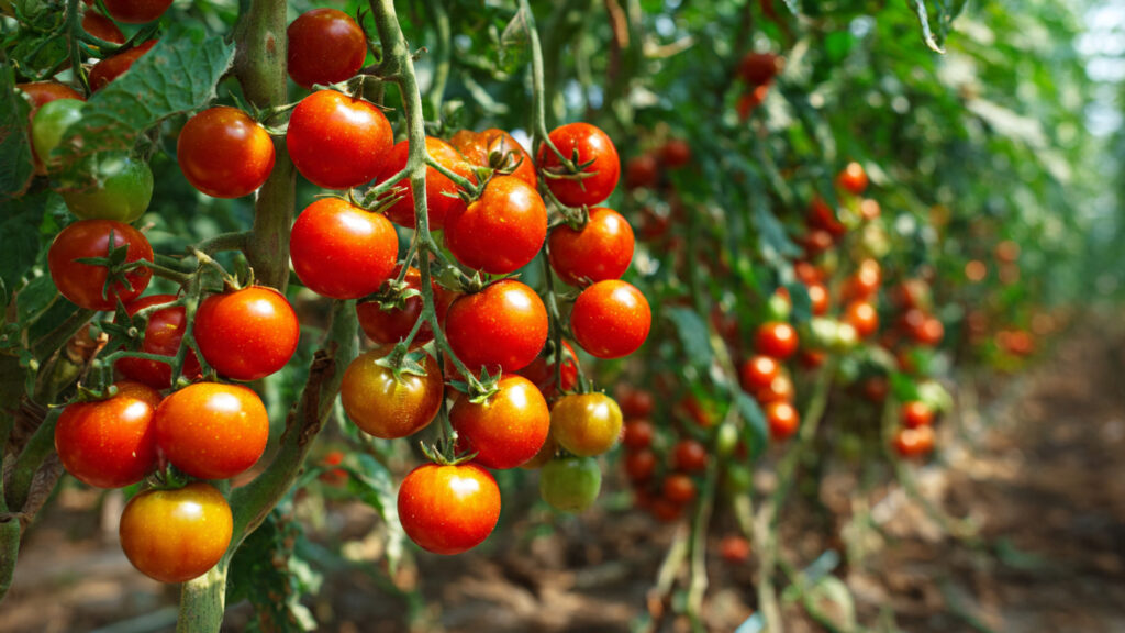 How to Grow Tomatoes to Produce a Lot of Fruit in Straw at Home