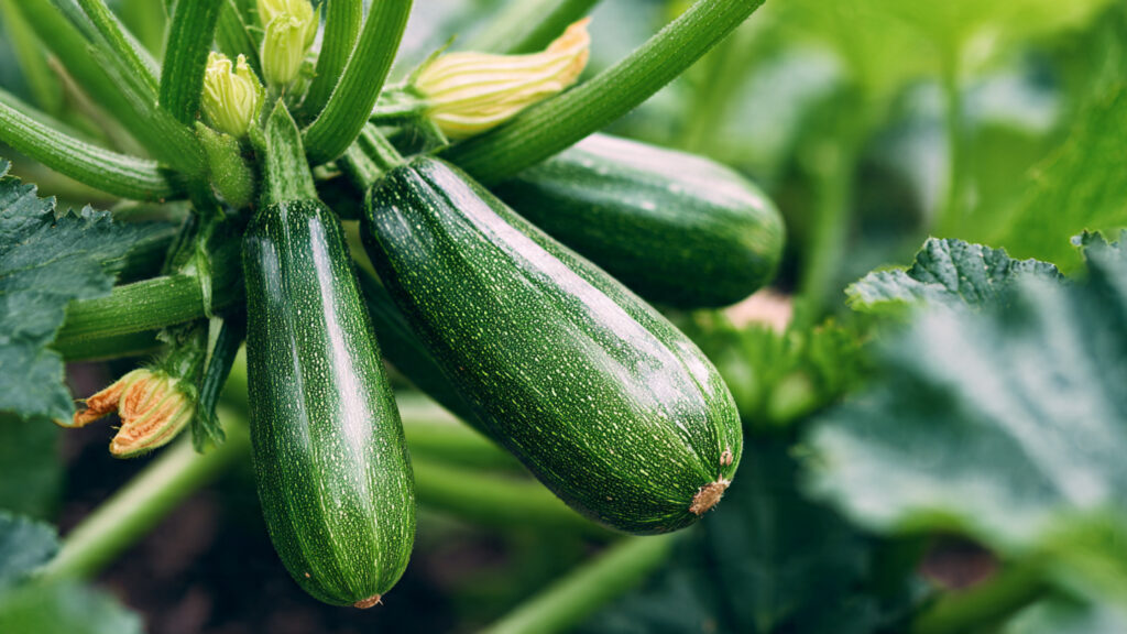 How to Grow Zucchini in a Container: A Complete Guide for Home Gardeners