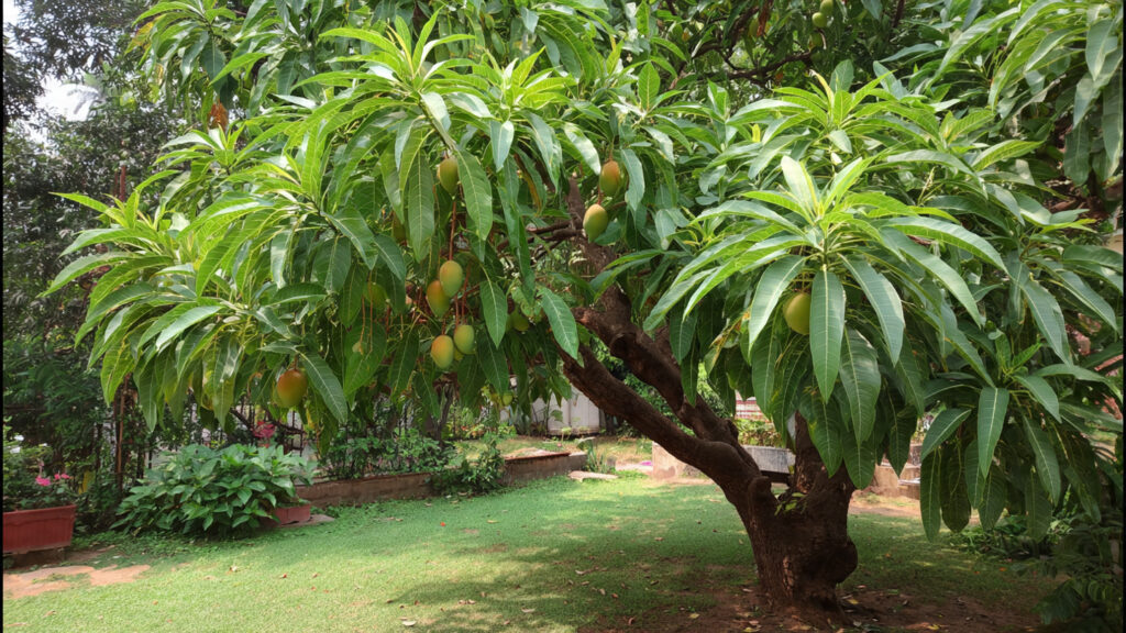 How to Keep Mango Tree Small With Pruning Technique for a Healthy and Manageable Tree