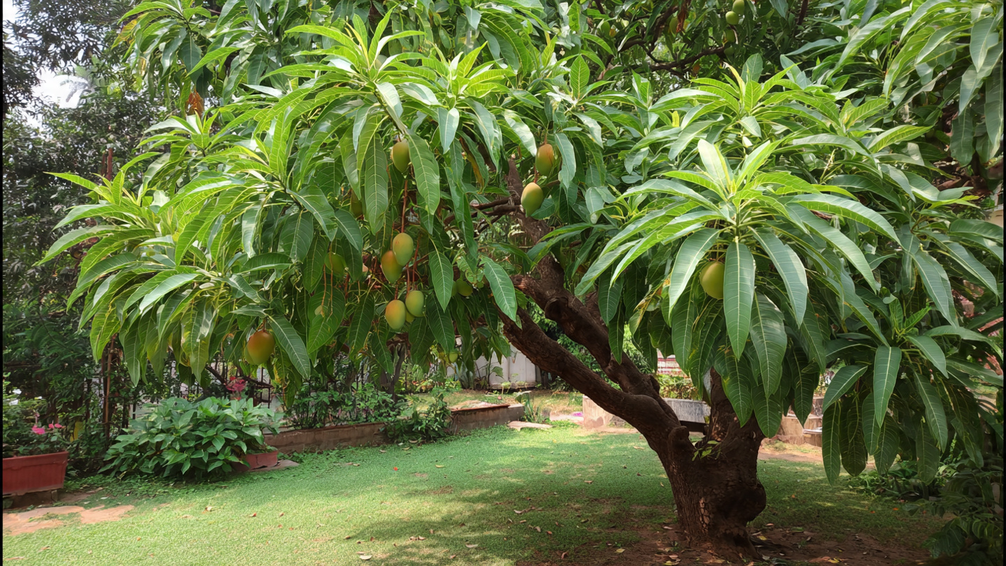 How to Keep Mango Tree Small With Pruning Technique for a Healthy and ...
