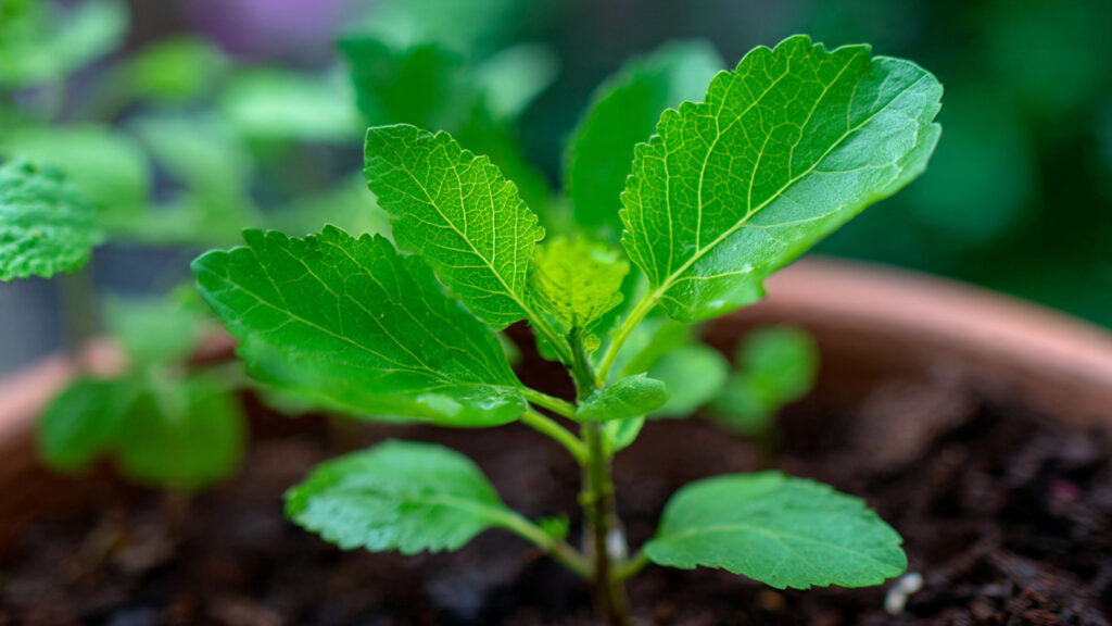 How to Make Tulsi Plant Thick and Leafy Naturally: Essential Tips for Healthy Growth