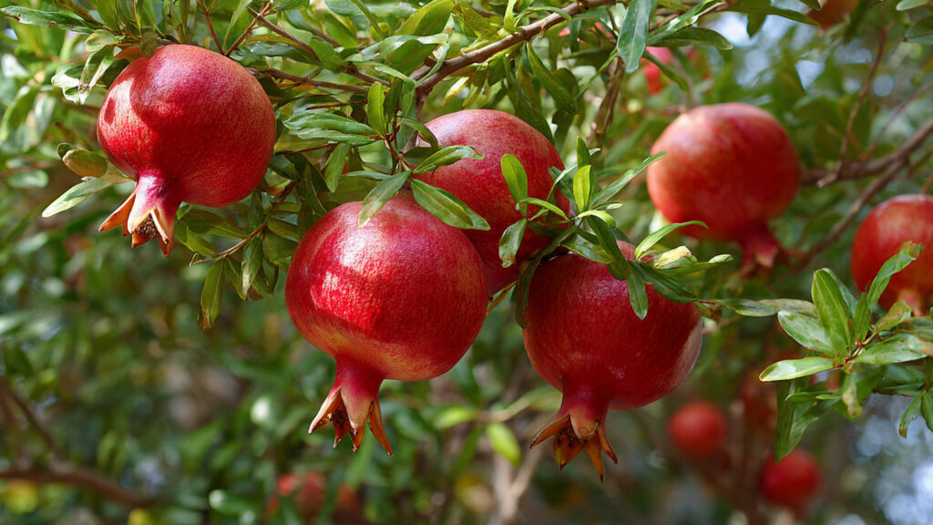 How to Naturally Control Pomegranate Tree Size for a Healthy and Manageable Garden