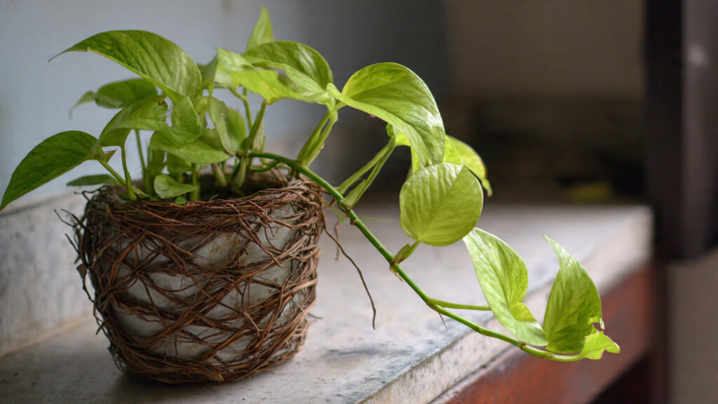 How to Propagate Money Plant Using Single Node for Easy Growth