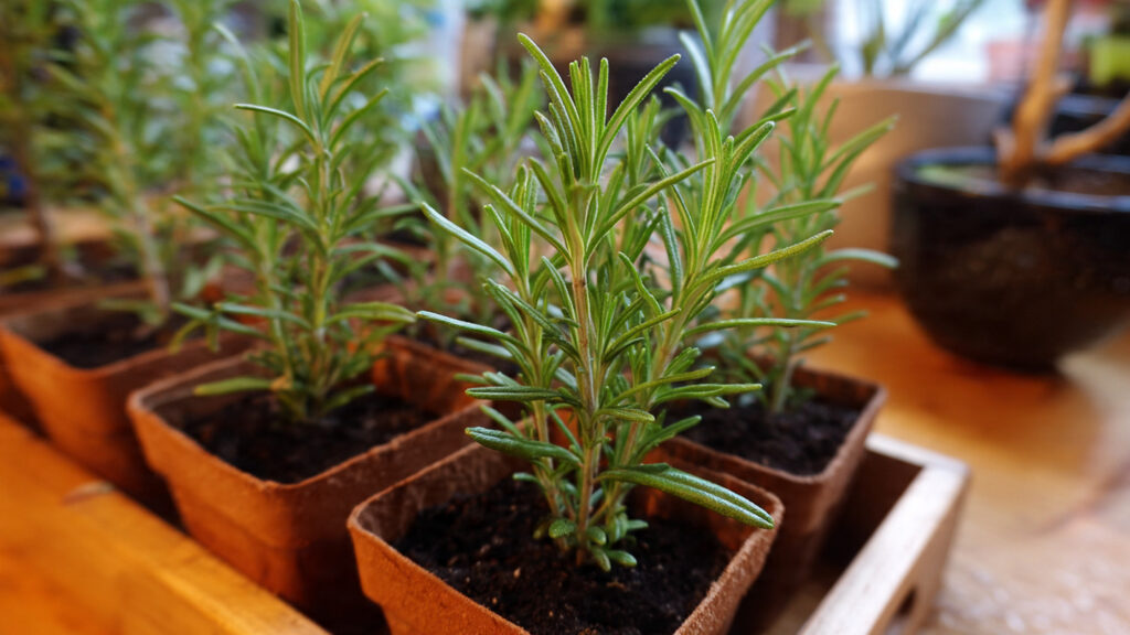 How to Propagate Rosemary for an Endless Supply of Herbs at Home