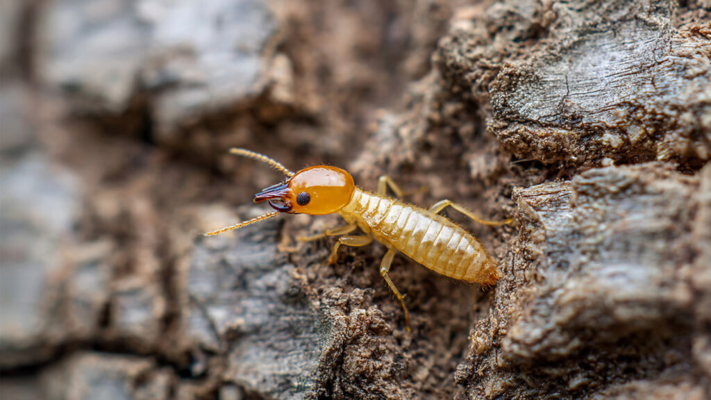 How to Spot Early Signs of Termites in the Garden Before Damage Spreads