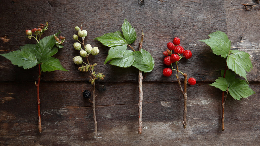 How To Start Berry Bushes From Cuttings—It's Easier Than You Think