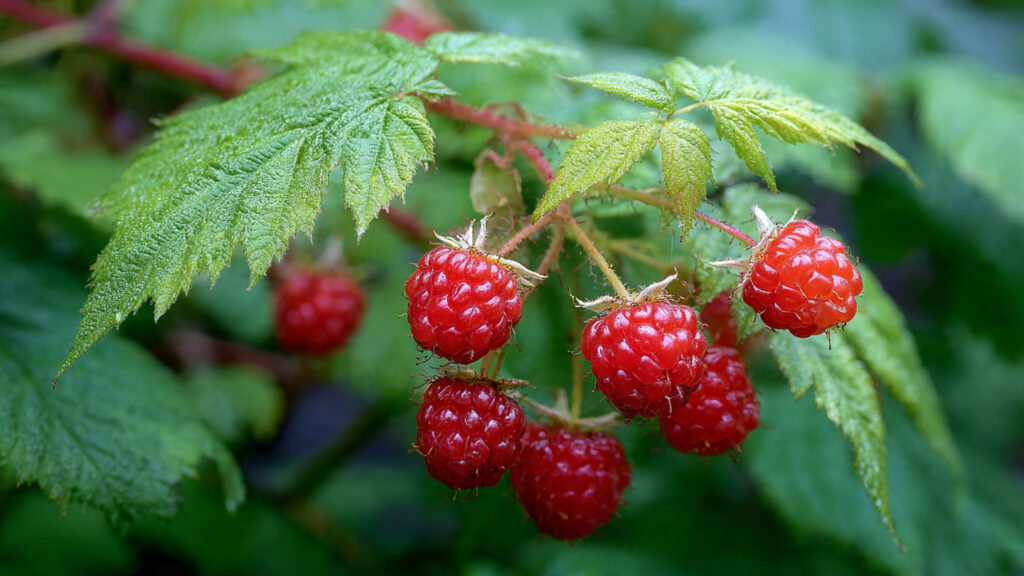 How to Start Berry Bushes from Cuttings—It’s Easier Than You Think