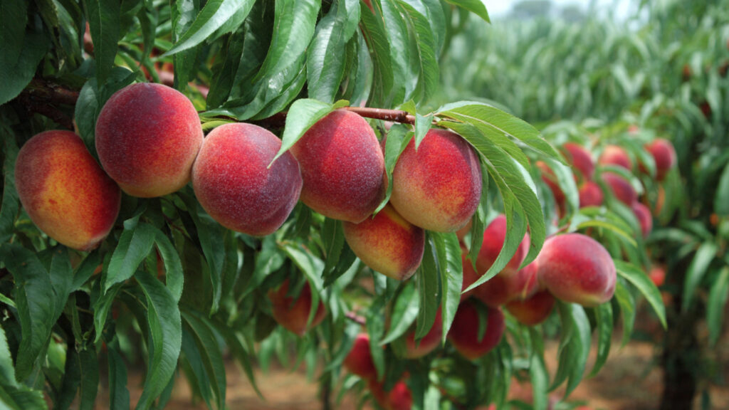 How to Successfully Cultivate Early Ripening Peach Varieties for a Bountiful Harvest