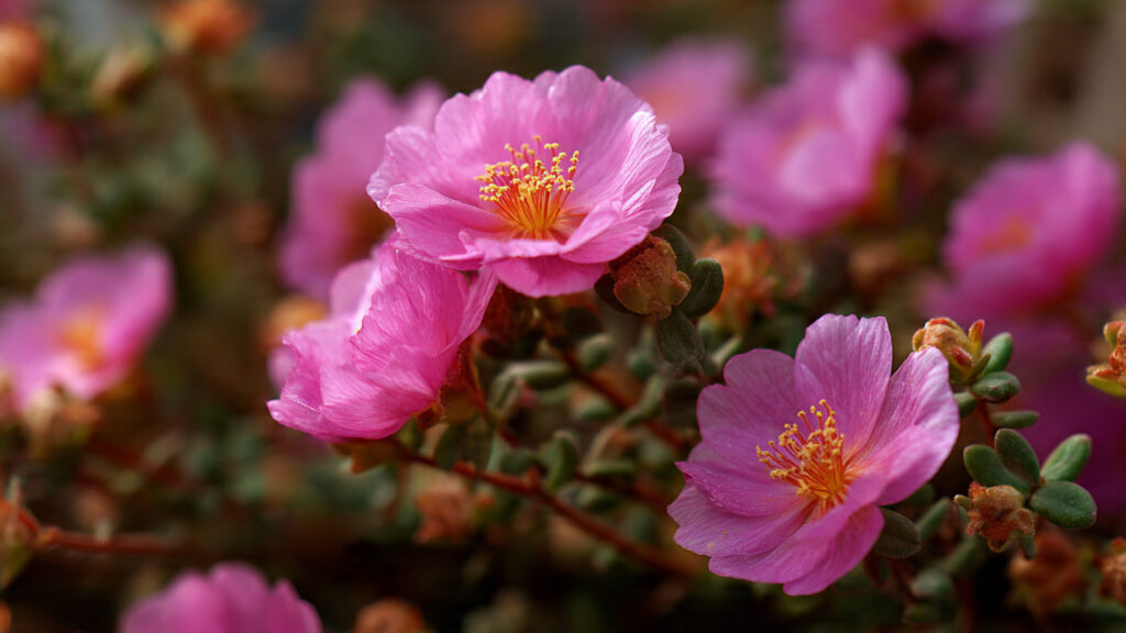 How to Successfully Cultivate Portulaca Moss Type Flowers in Your Garden