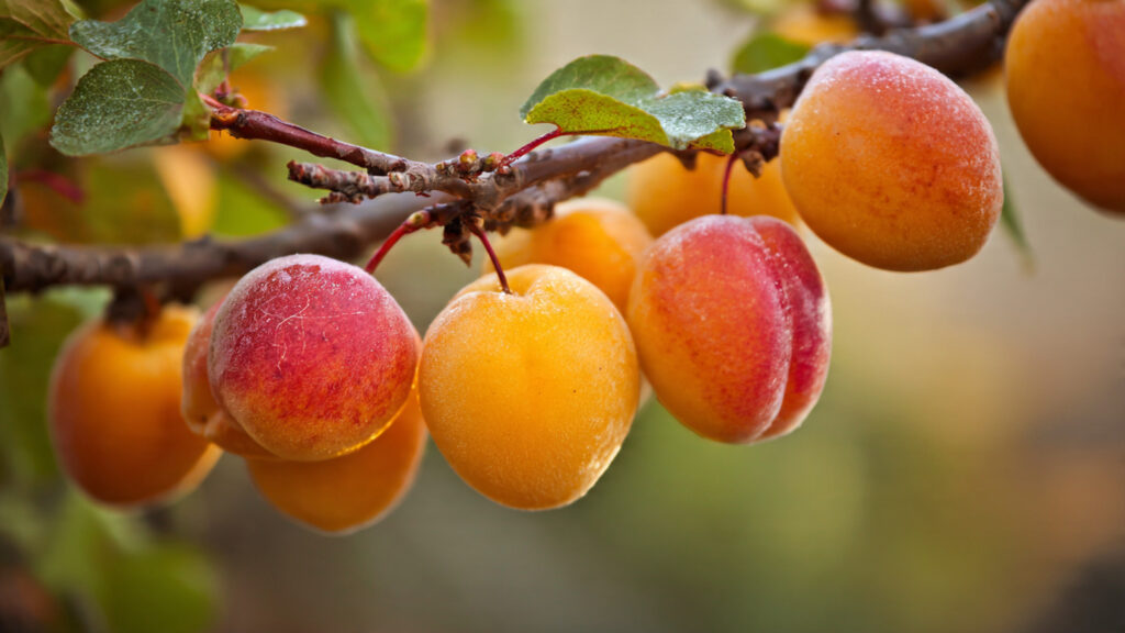 How to Successfully Grow a Frost Resistant Apricot Tree in Your Backyard for Year Round Delicious Fruit