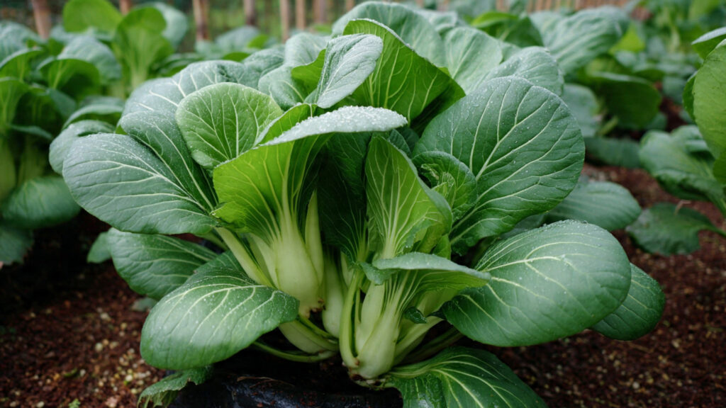 How to Successfully Grow Bok Choy in Pots: The Best Methods Unveiled