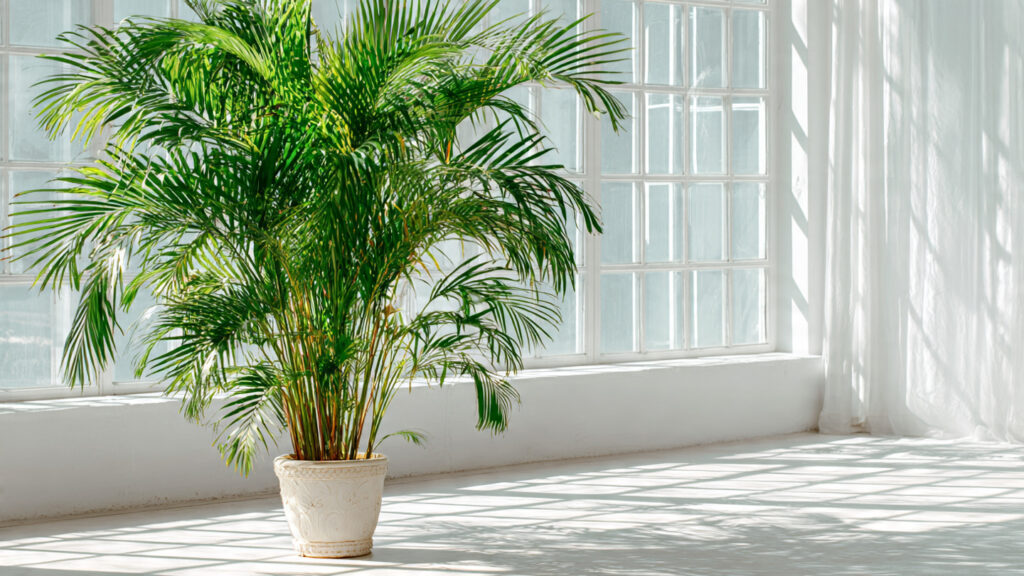 How to Successfully Grow Cat Palm Indoors for a Lush and Tropical Home Environment